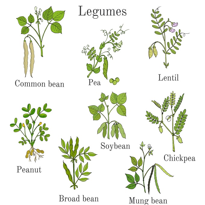 फलियां एवं उनके प्रकार - Legumes And Their Types In Hindi